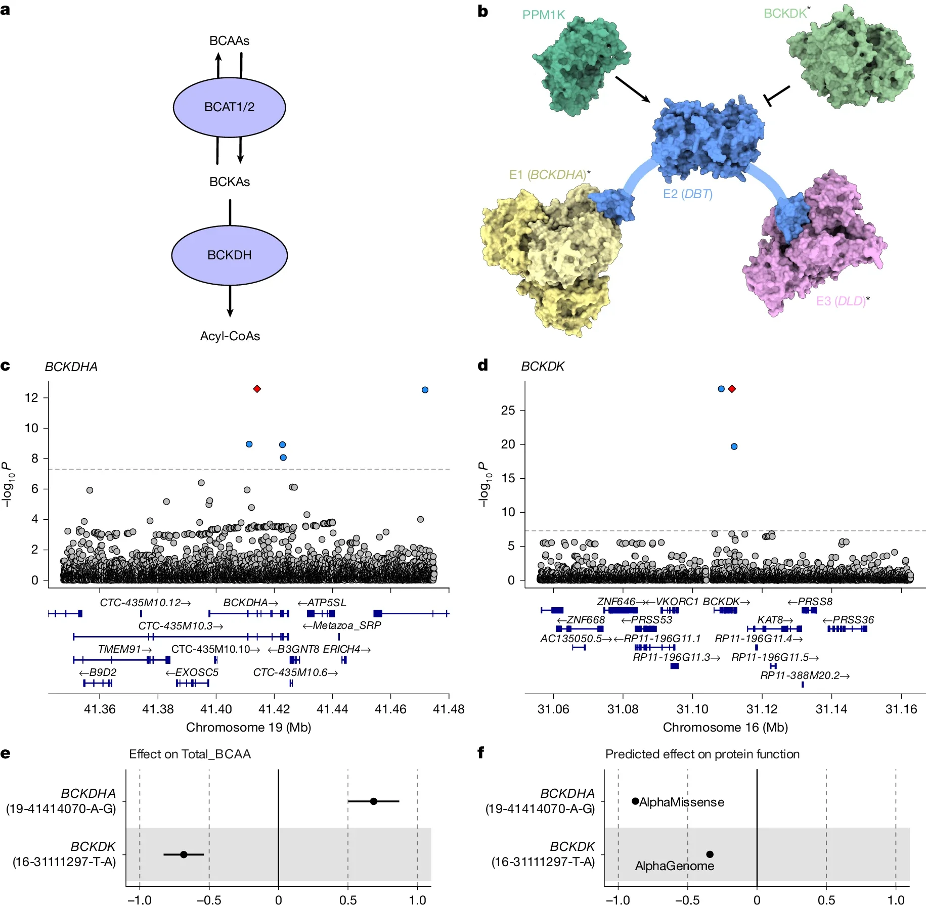 Convergence of common and low-frequency associations at the BCAA catabolism pathway.