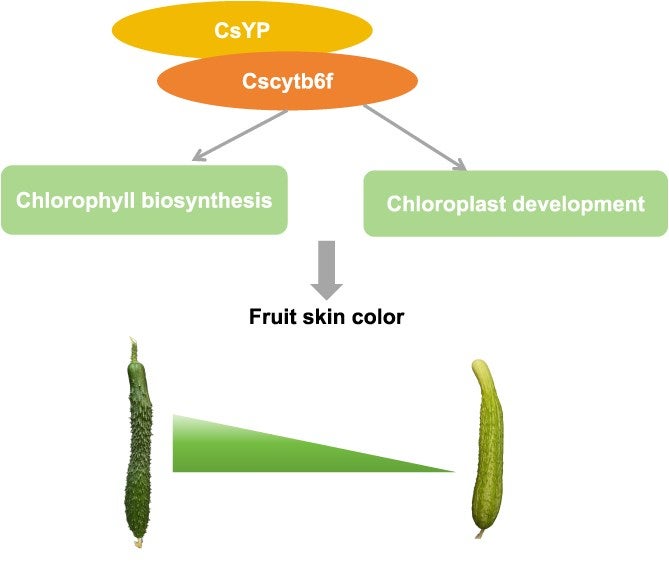 A proposed model for the regulatory mechanism of CsYP in controlling fruit skin color.