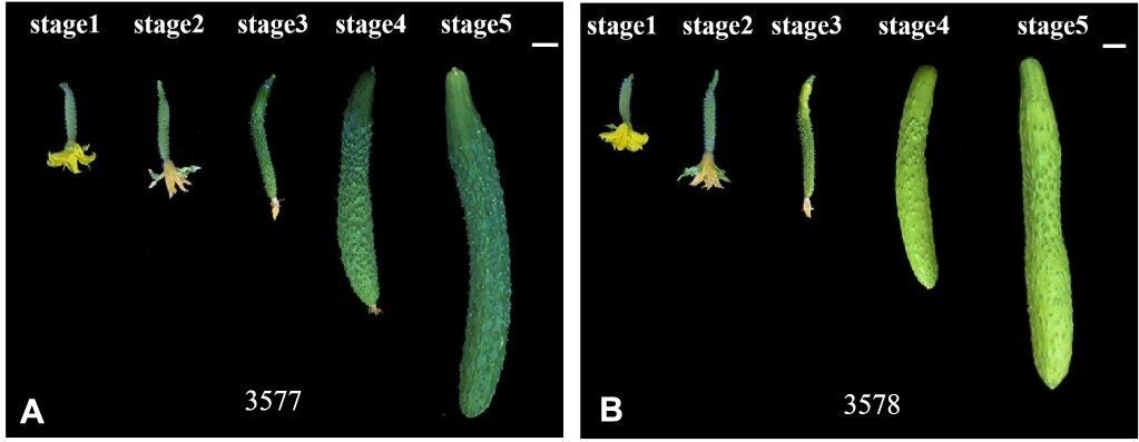Phenotypic characterization of yp mutants. (A) Phenotypic characteristics of wild type (3577) fruits at different developmental stages. (B) Phenotypic characteristics of mutant (3578) fruits at different developmental stages.