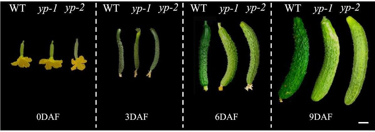 Comparison of phenotypes between yp-1, yp-2, and wild-type (3667).