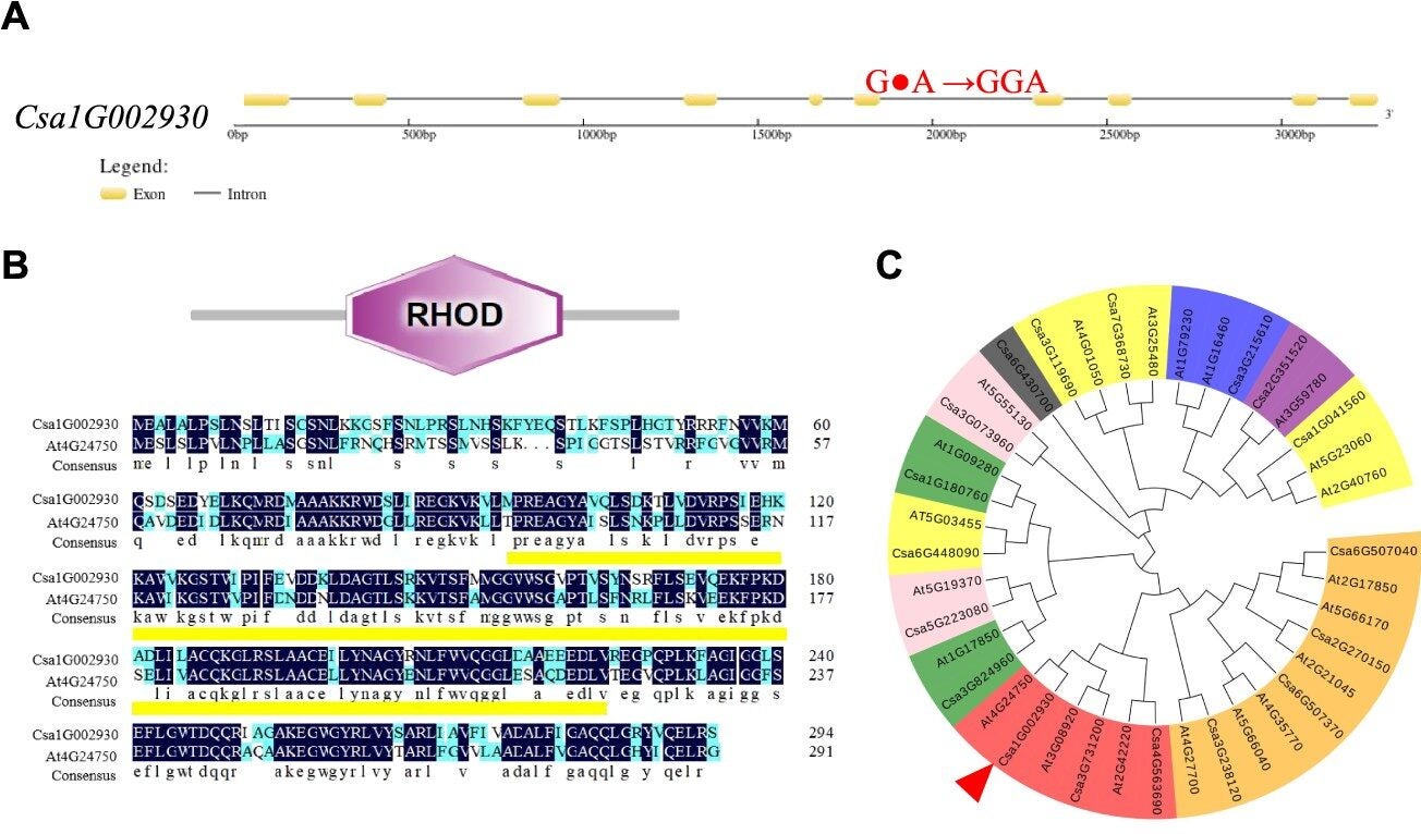 (A) Schematic diagram of the gene structure and mutation site in CsYP. (B) CsYP gene structure domain and the sequence conservation analysis. The underlined region is the Rhod domain. (C) CsYP phylogenetic tree analysis.