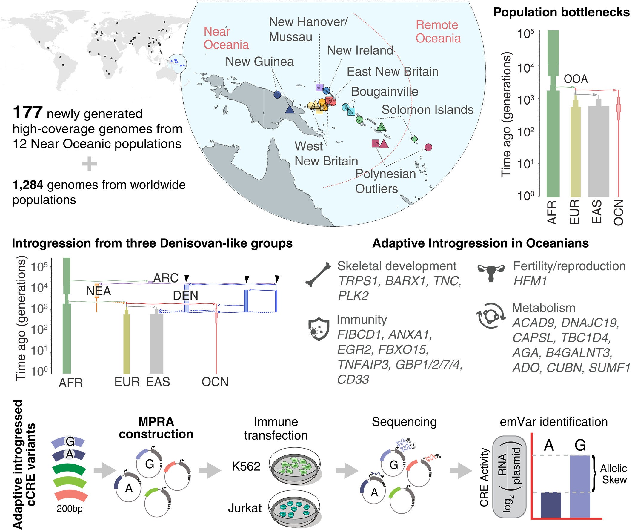 The complex evolutionary history of Near Oceanians.