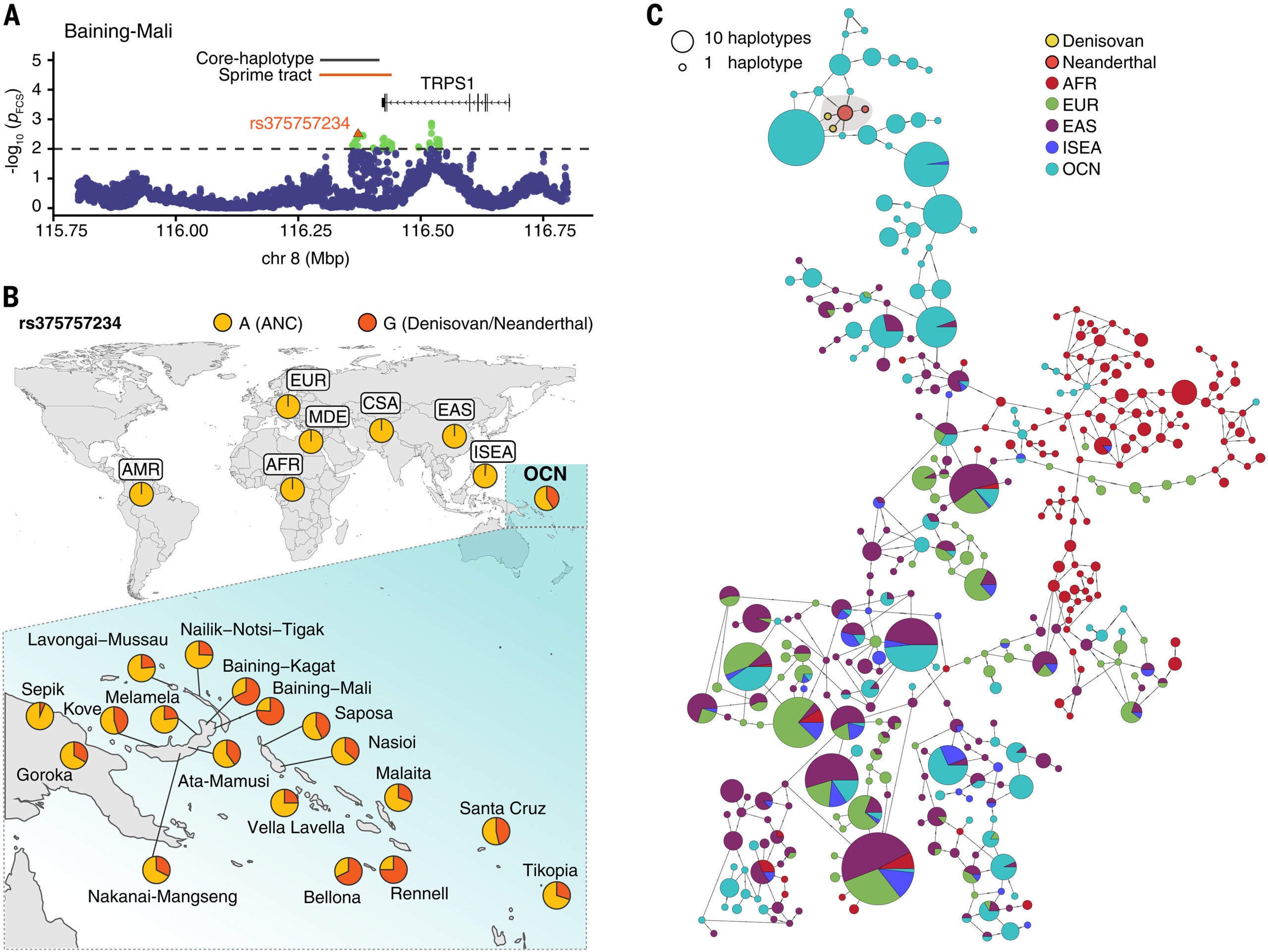 Novel adaptive introgressed region at the TRPS1 locus.