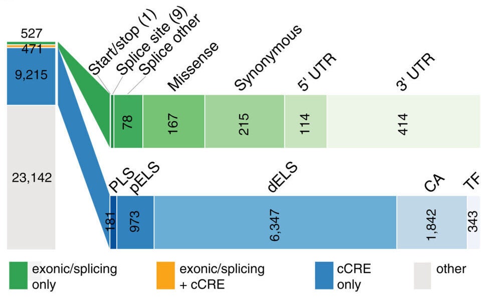 Functional annotations, enrichments, and MPRAs of hfaSNVs.