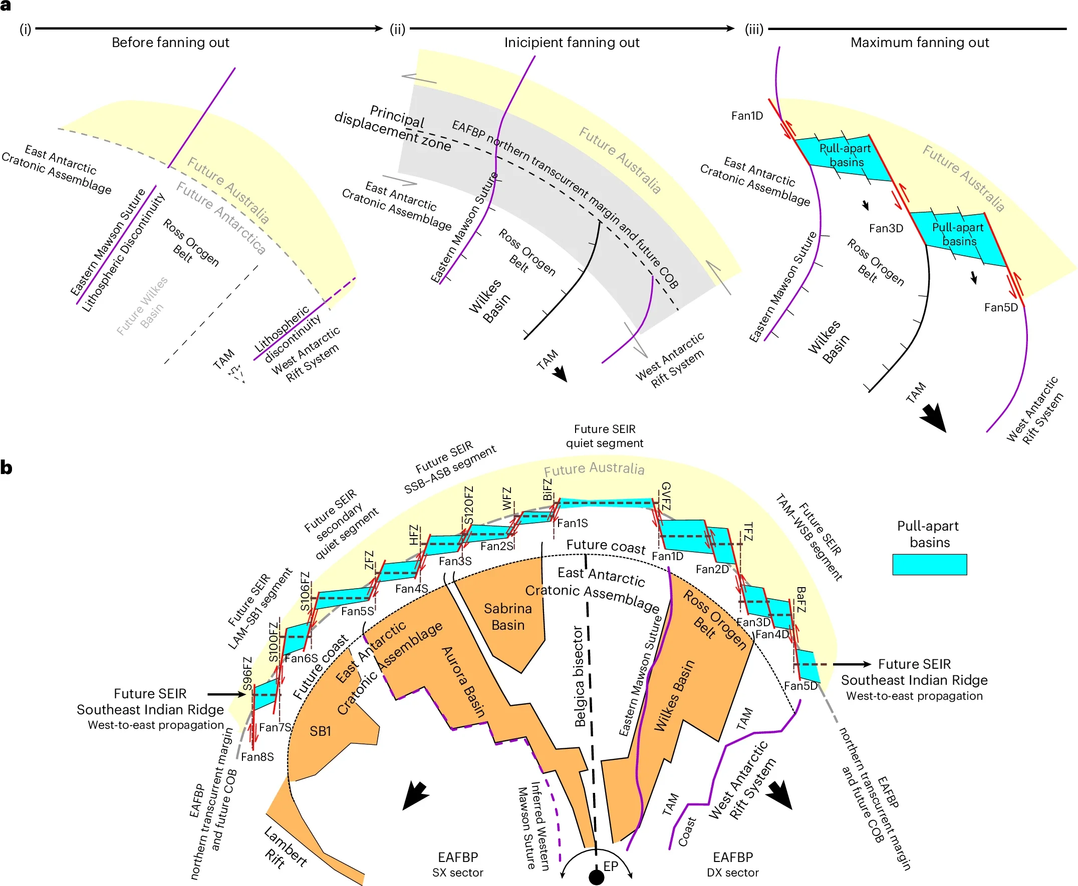 Evolution of the northern EAFBP release-fault system and its control on margin curvature and fracture zones.