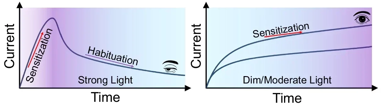 Artificial visual systems based on the photomemristor array combined with a neural network in different illumination conditions.