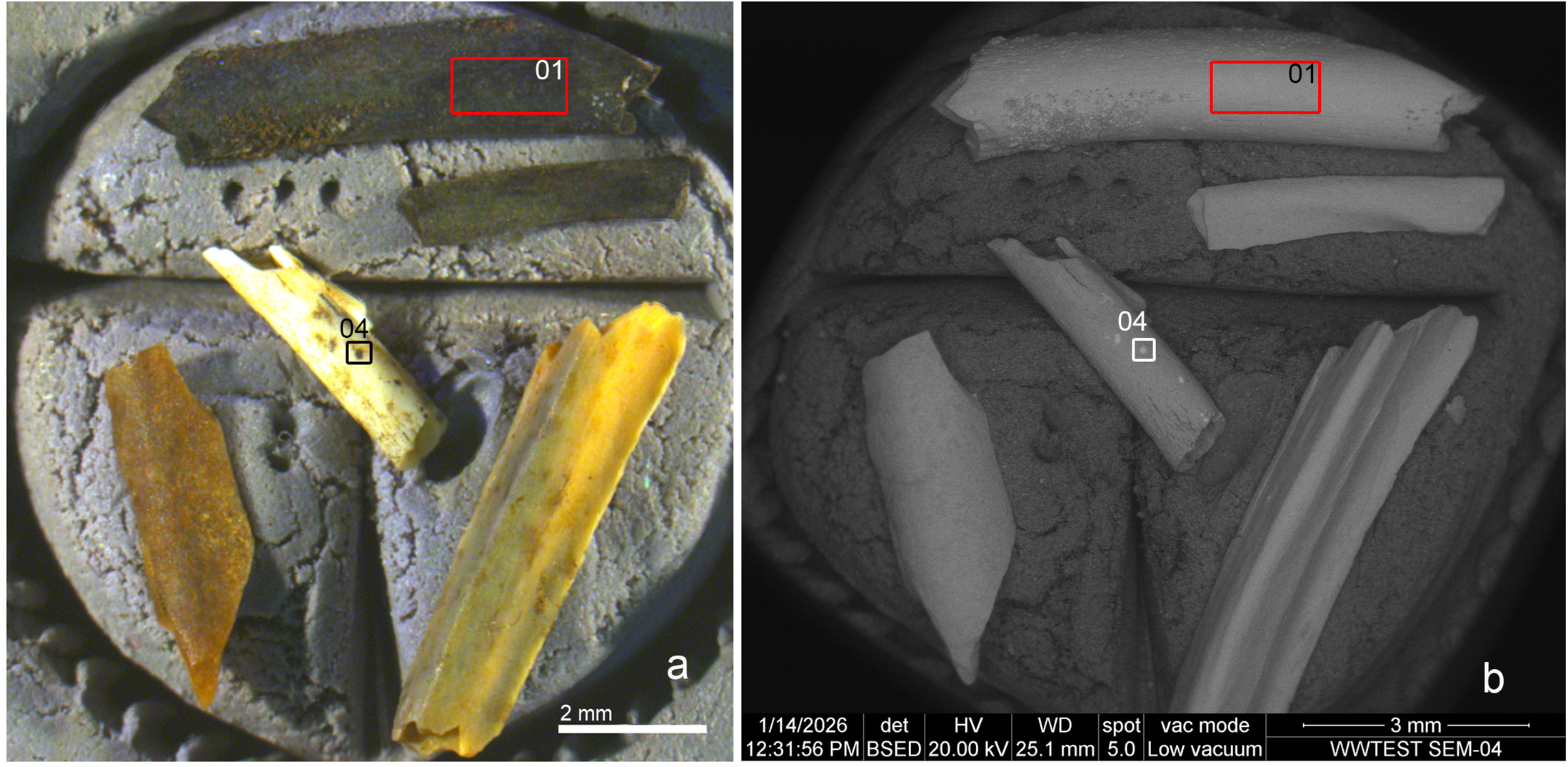 Optical image showing different degrees of cremation (clockwise from the top: two charred remains (cremation grade 3) with a uniform black color; bottom right: a slightly burnt remains at grade 1 with dispersed brownish cremation spots; left: a grade 2 brown burnt bone remain; center: a calcined fossil –grade 5-, with dispersed black manganese oxide spots).