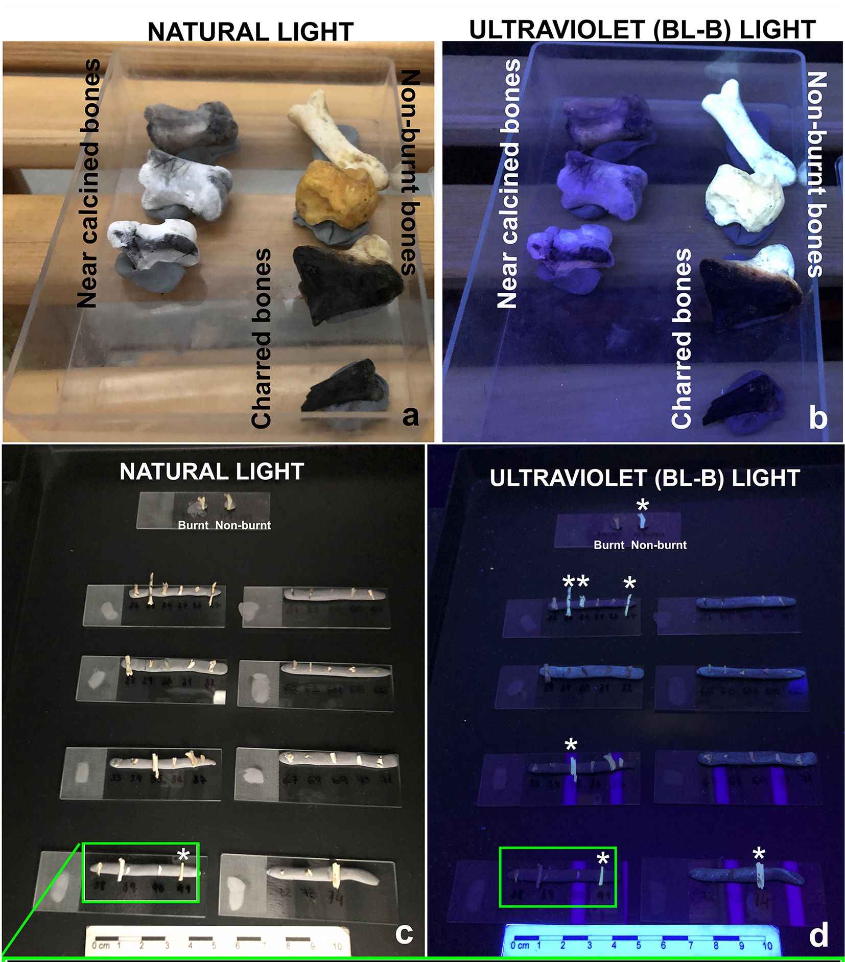 Fossil pictures taken under natural and UV light of burnt modern experimental phalanges. 