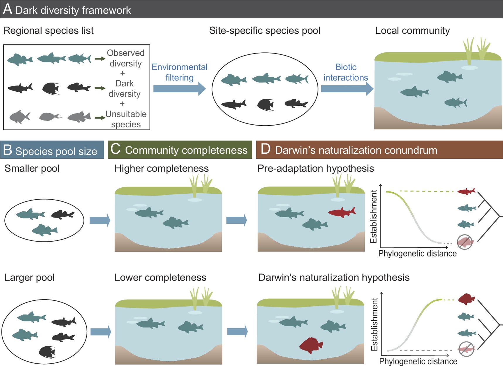 The dark diversity concept as a framework for reconciling Darwin’s naturalization conundrum. 