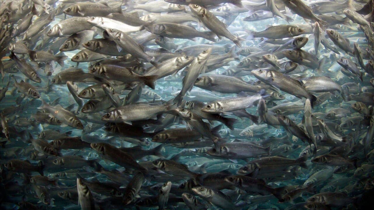 Swedish lake data show dark diversity can predict when closely related or distant invasive fish are more likely to establish.