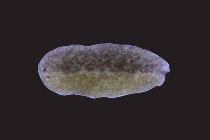 A chimera planarian worm fused from two different strains of planarians.