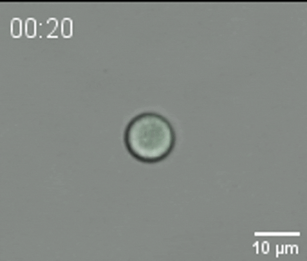 A video of ruptosis in action.