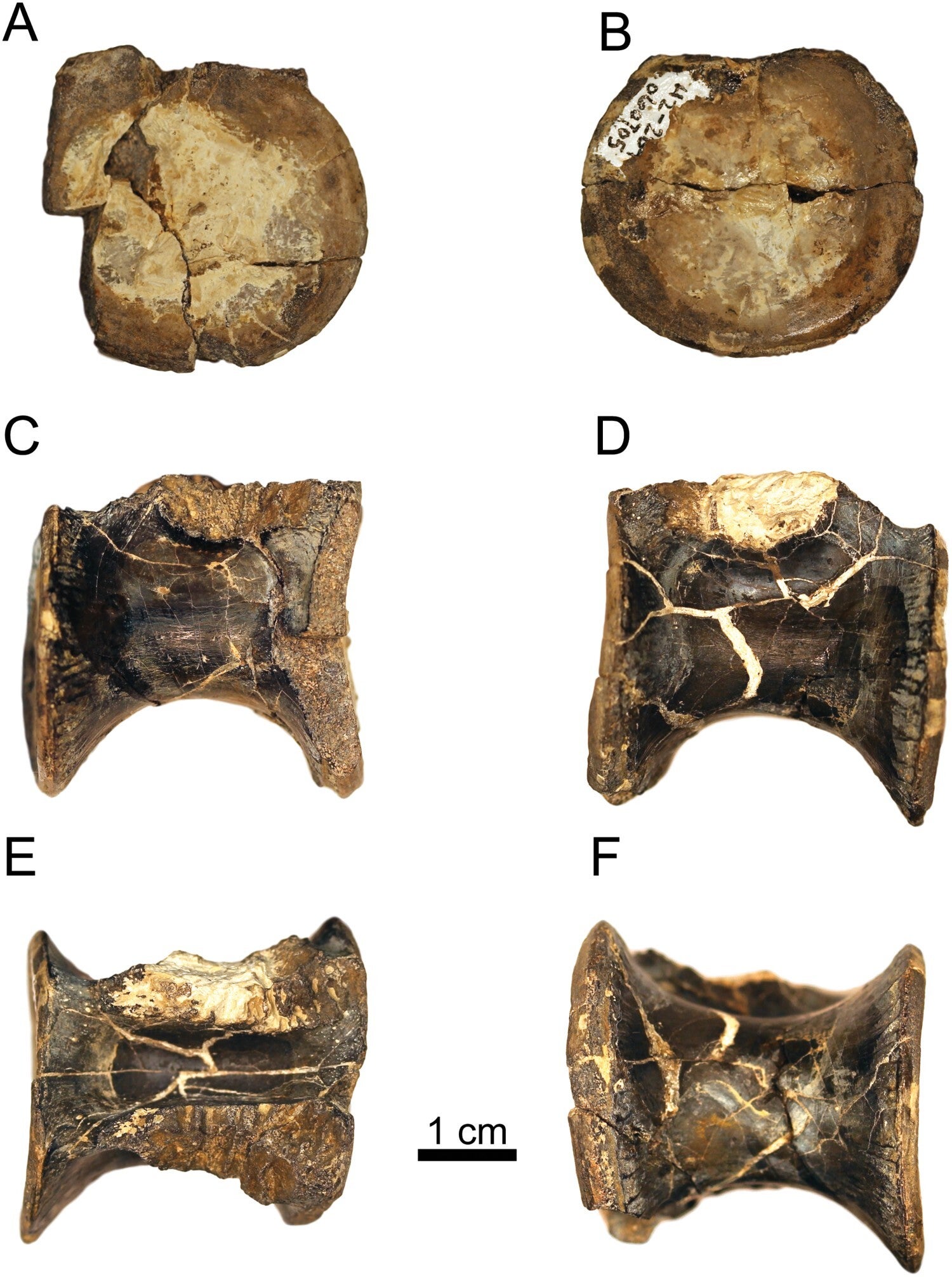 Isolated posterior dorsal or anterior caudal vertebra of Labrujasuchus expectatus.