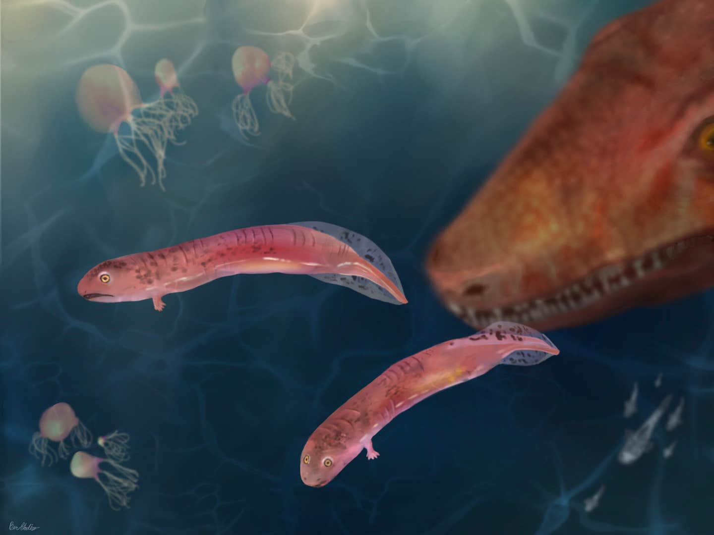 New fossil evidence from crocodile-like early tetrapods known as embolomeres suggests they grew without undergoing amphibian-style metamorphosis. The finding challenges the long-held idea that the ancestors of amphibians, reptiles, and mammals all passed through a tadpole-like stage.