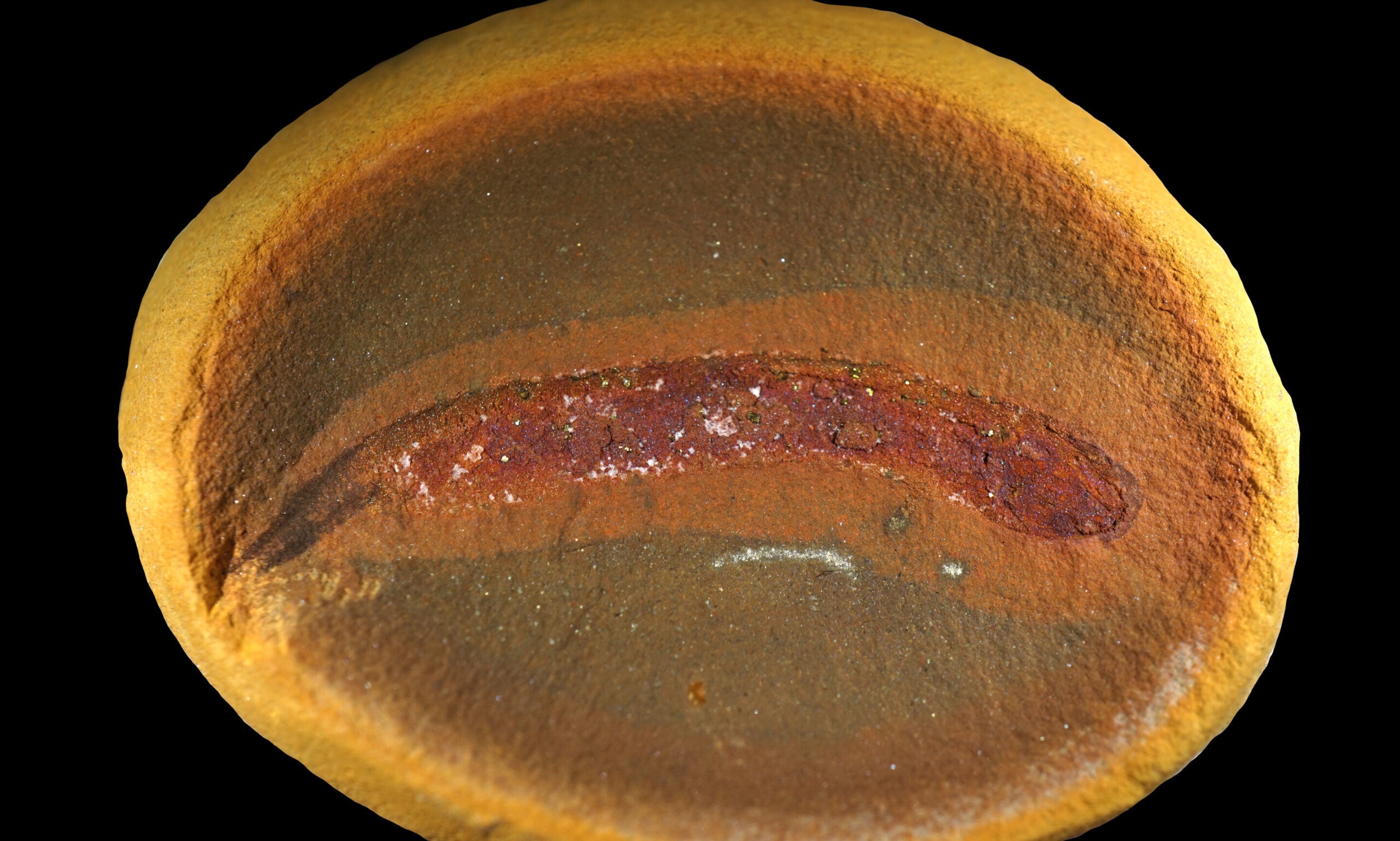 Fossil baby embolomere, showing that young embolomeres did not undergo a full amphibian-like metamorphosis. 