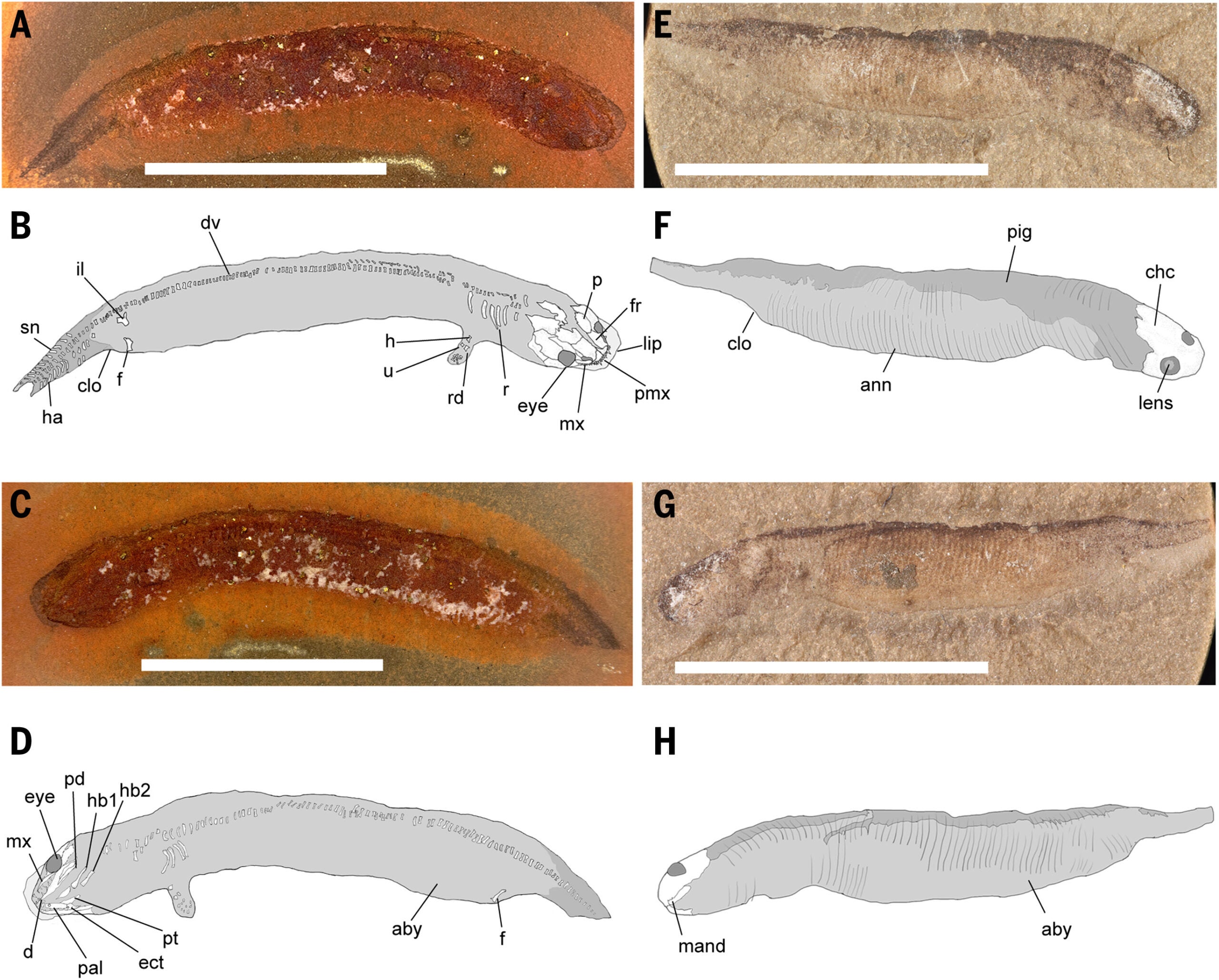 Early posthatching morphology of digited stem tetrapods.