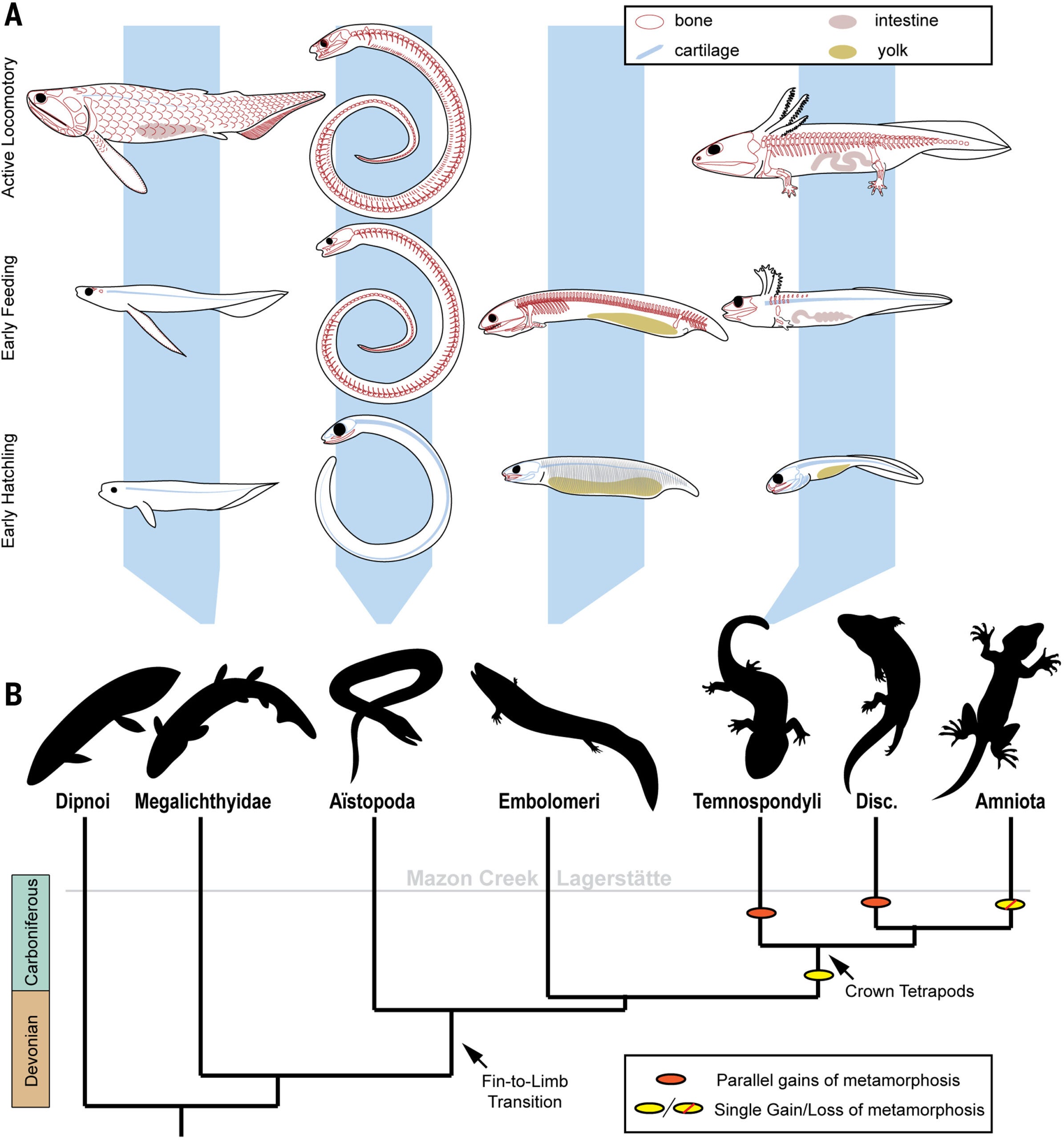 Evolution of life history in early tetrapods.