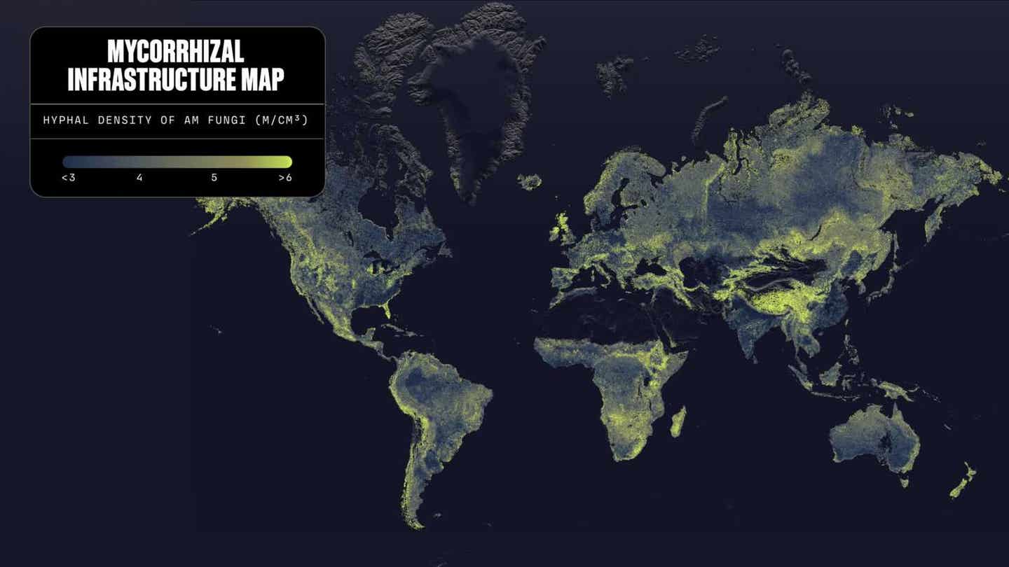 Global map of hyphal density of AM fungi.