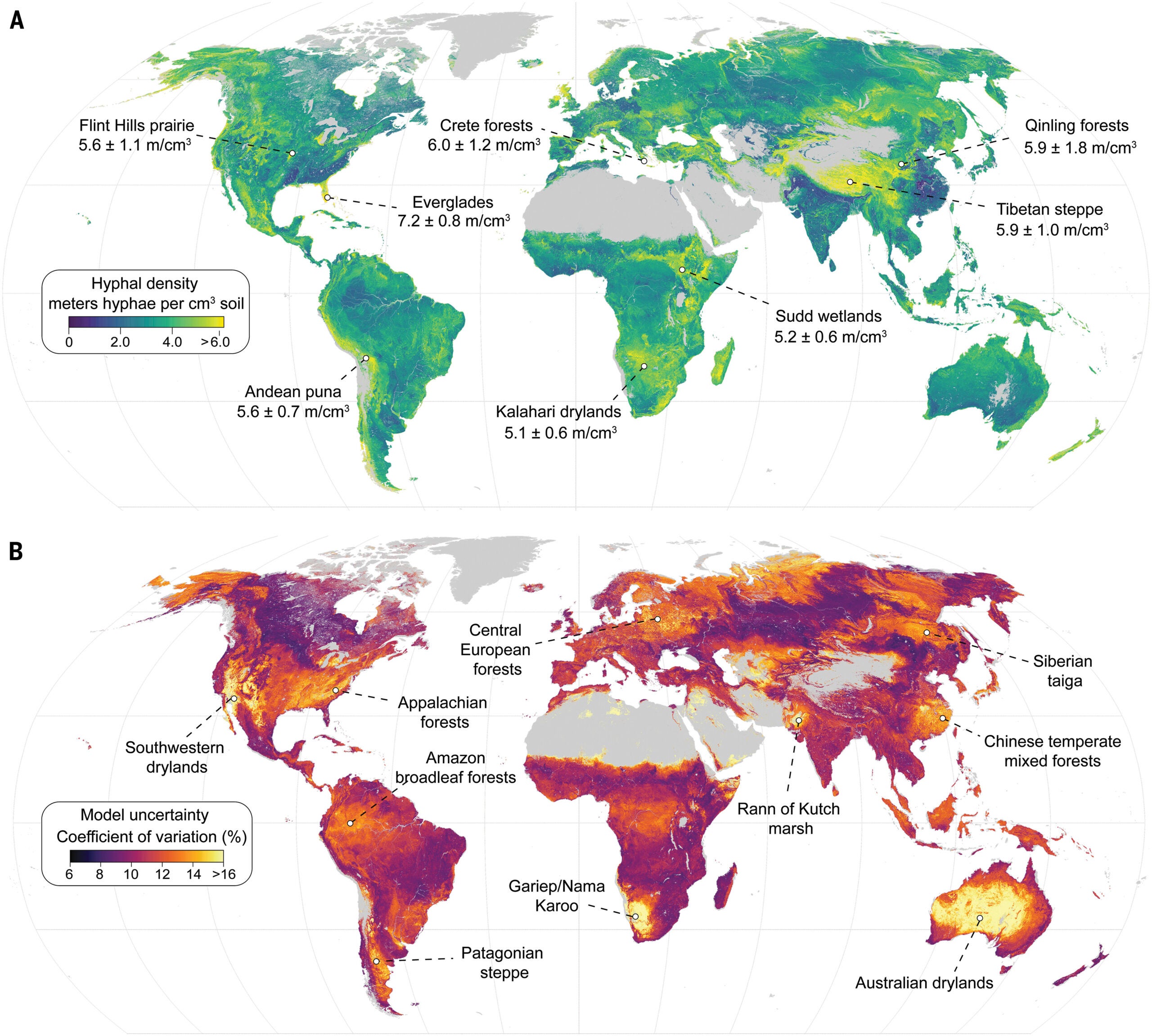 Global predicted density and model uncertainty of AM hyphae.