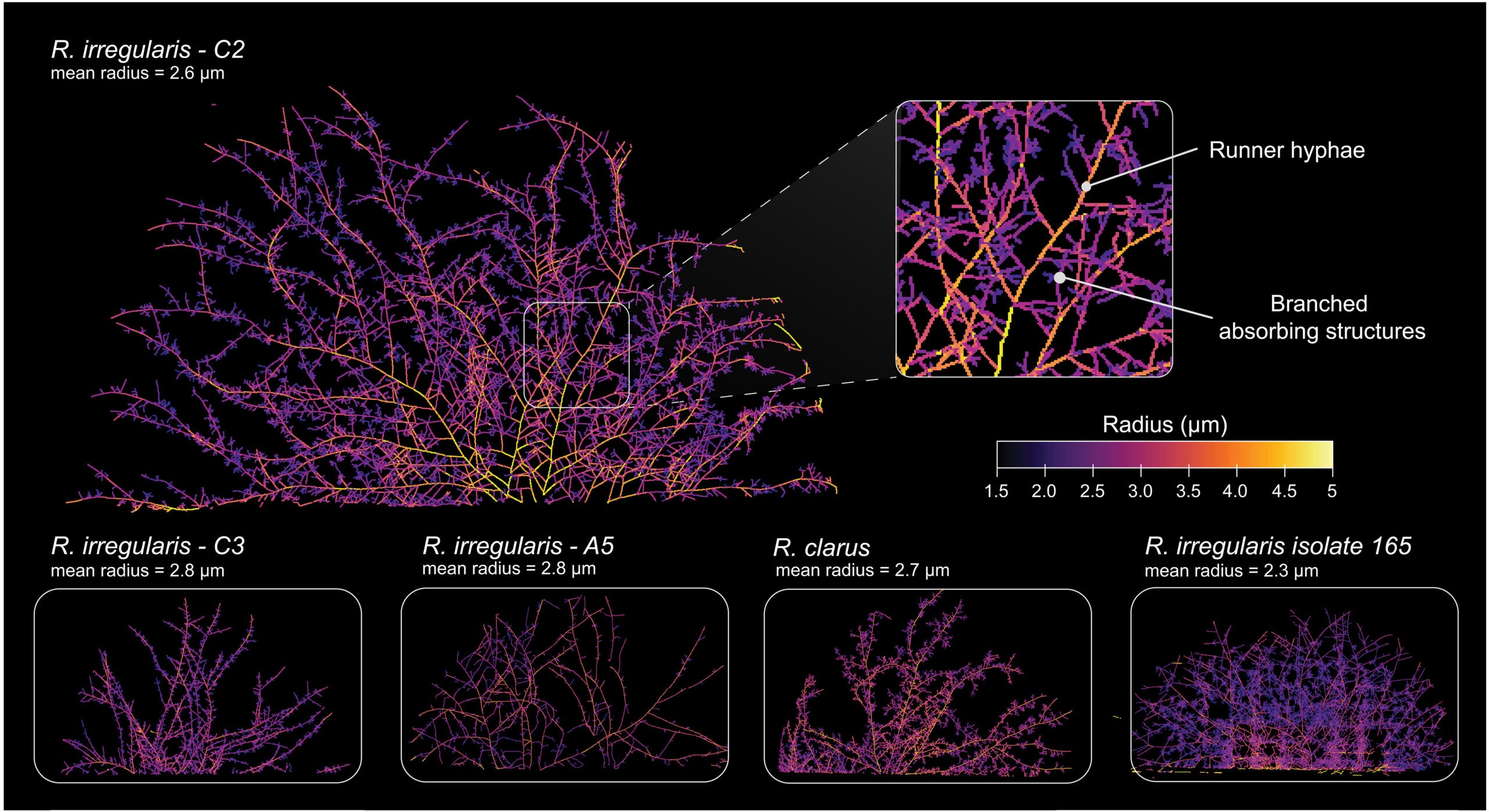 Hyphal radii vary among strains and species of AM fungi.
