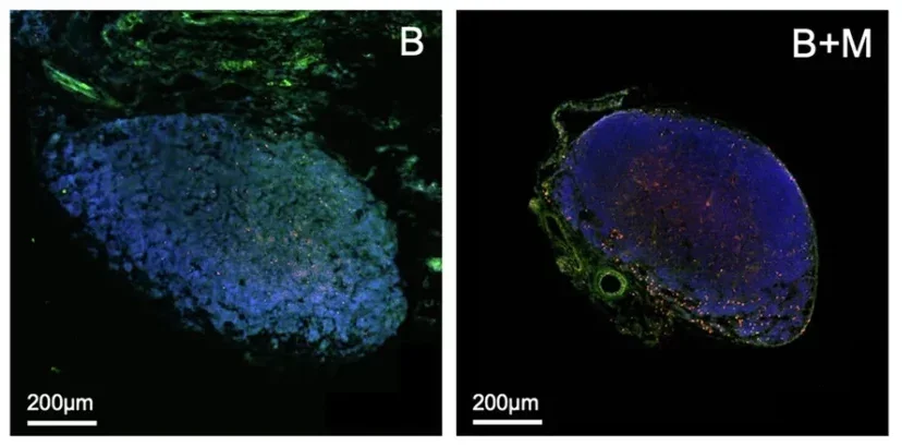 TNF+ MigDC (plus representative TNF staining in MigDC population)