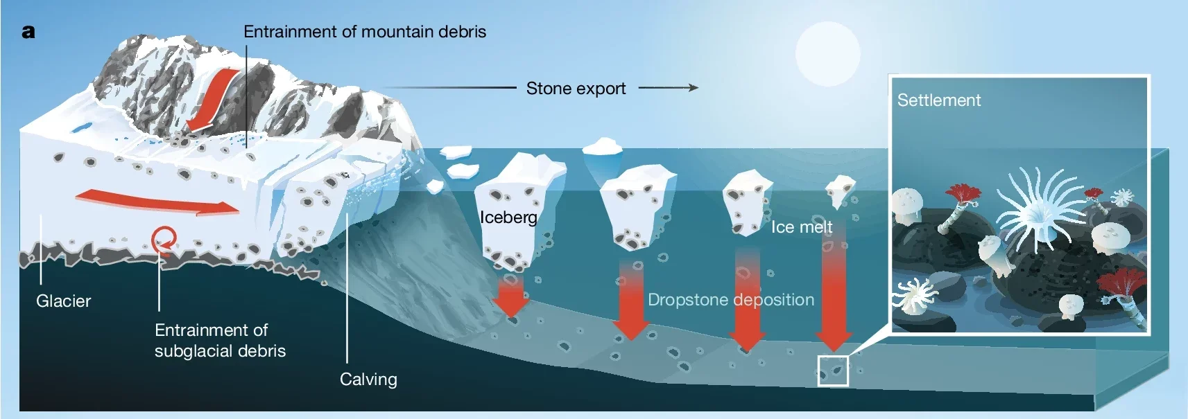 Debris transported by calved icebergs is released during melt and settles to the seafloor, where the coarser fraction (dropstones) provides a hard substrate for colonizing sessile benthic fauna.