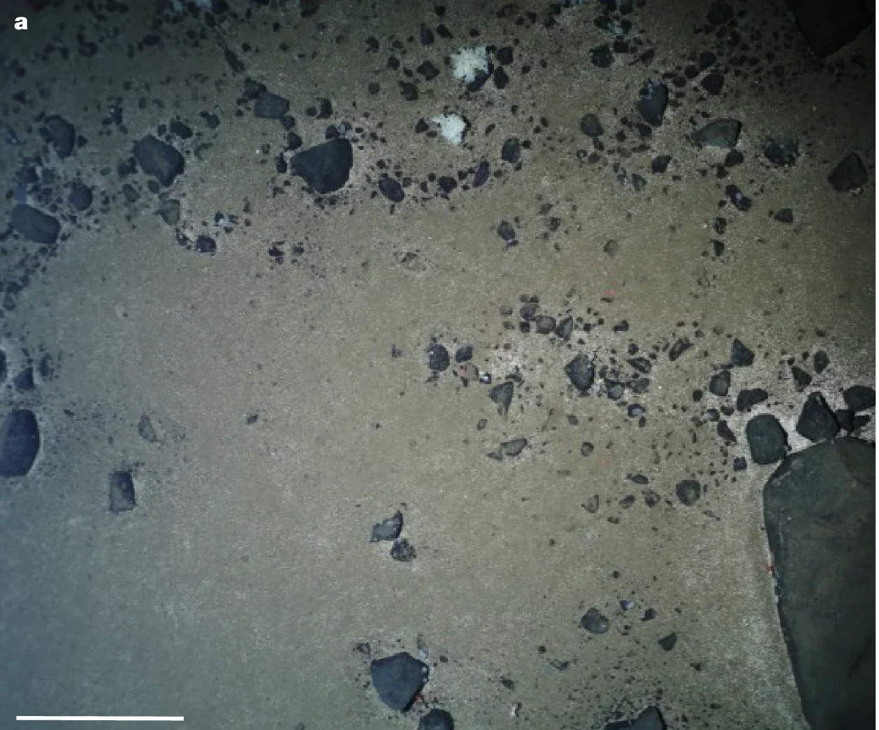 Photograph of a large dropstone patch at HAUSGARTEN station EG-IV (2,500 m depth, recorded in 2021), with stones 1.2–325 cm2.