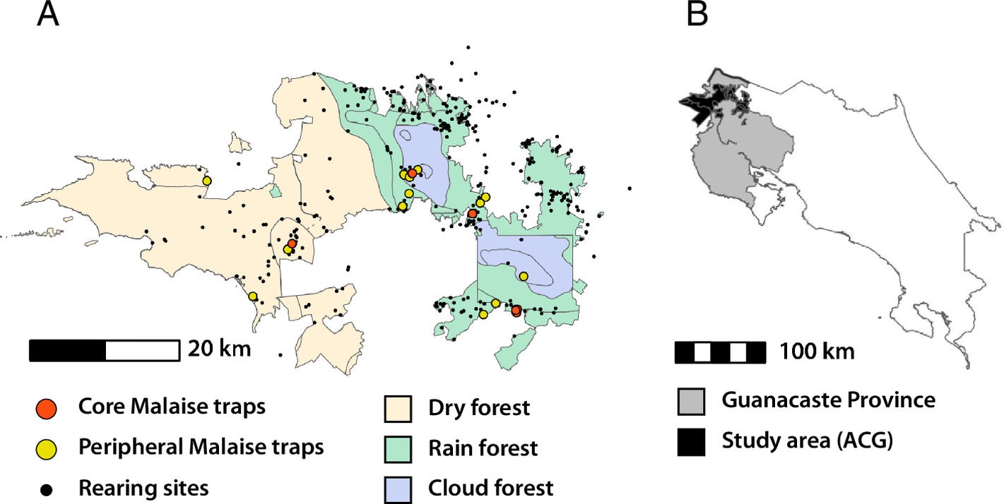 (A) Distribution of “core” and “peripheral” Malaise traps and capture sites for caterpillars yielding Microgastrinae by rearing. (B) Map showing the study area (black) within ACG, in the Province of Guanacaste, Costa Rica (gray).
