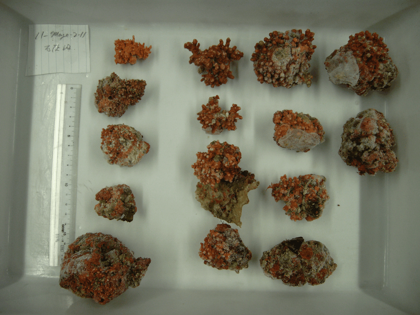 Researchers discover new algae species in Japan’s deep waters, revealing unique ecosystems and the hidden role of rhodoliths in marine life.
