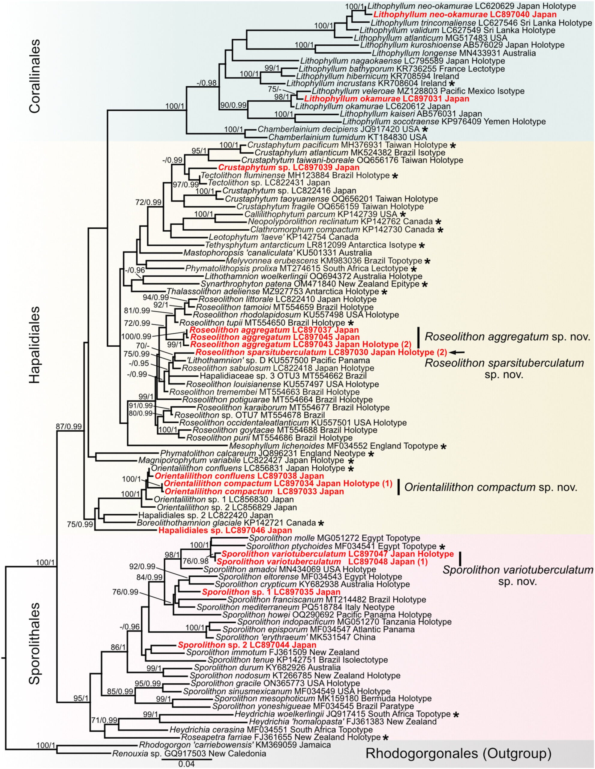 Maximum likelihood (ML) phylogeny inferred from psbA gene sequences.
