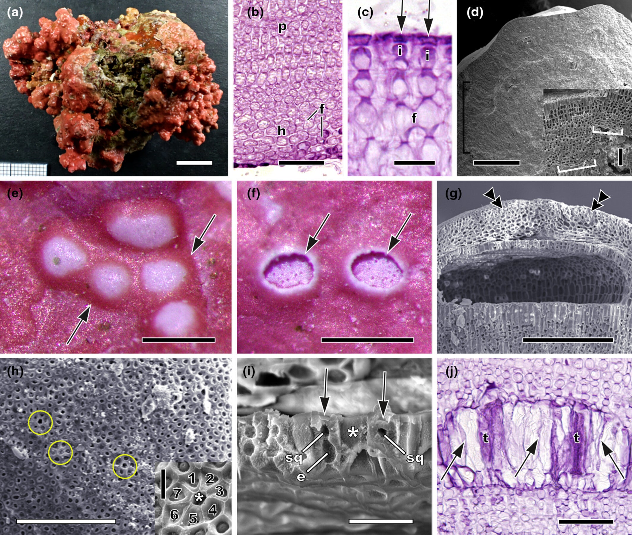 Habit, vegetative, and reproductive characters of Roseolithon aggregatum sp. nov.