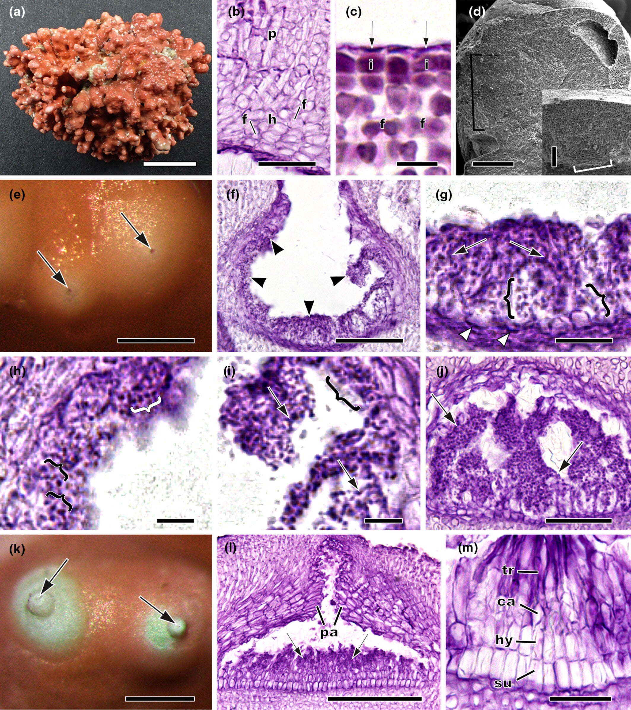 Habit, vegetative, and reproductive characters of Orientalilithon compactum sp. nov.