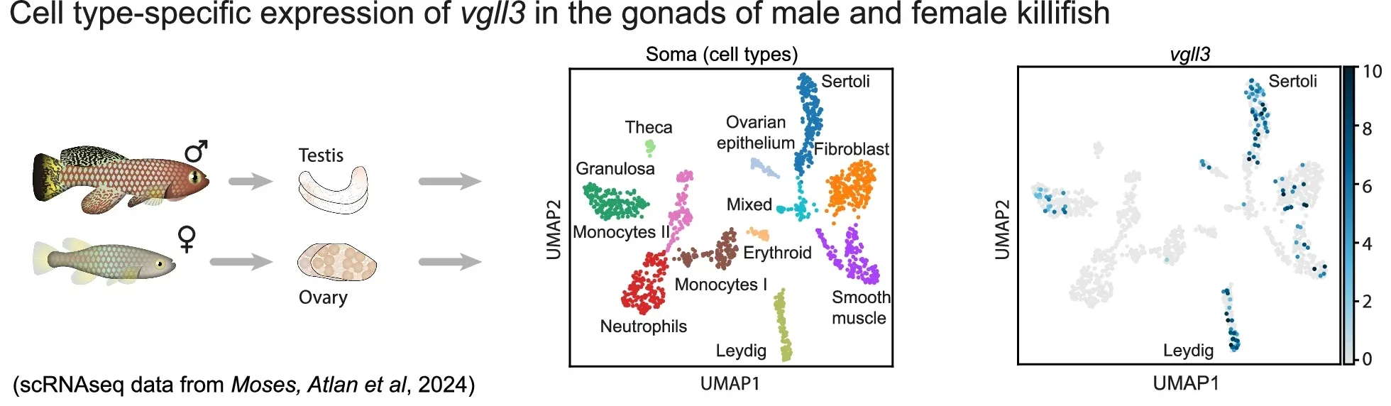 Identification and disruption of vgll3 isoforms in killifish.