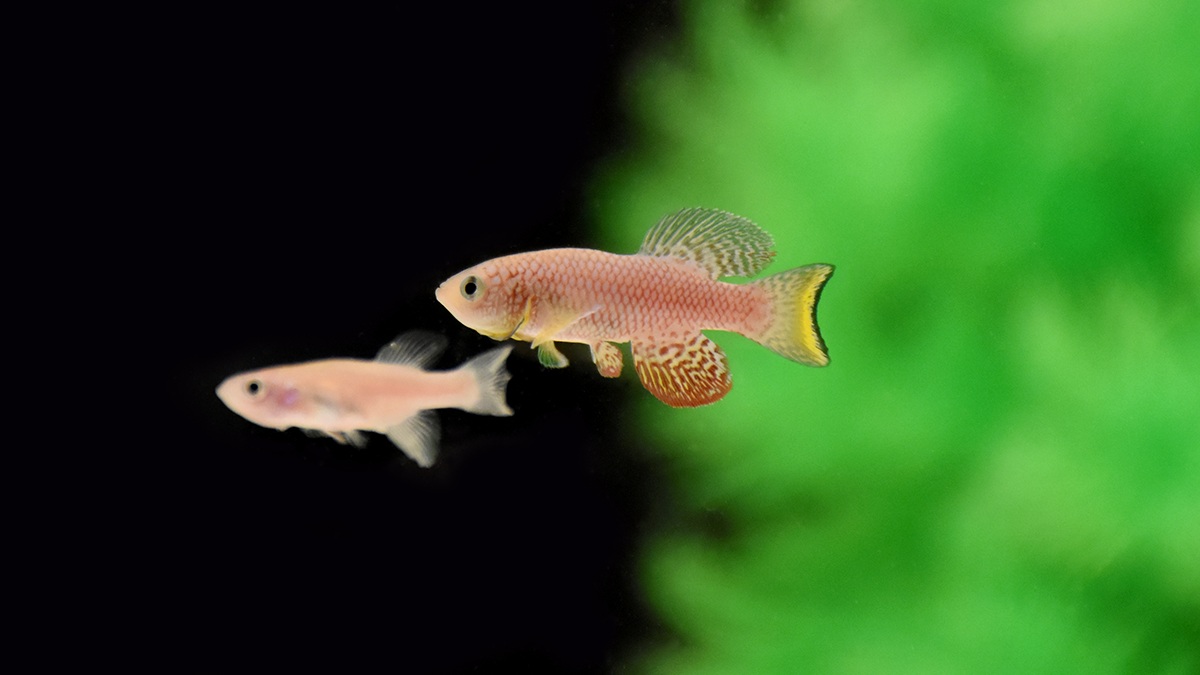 The killifish is an emerging model for investigating the genetic architecture of aging and age-related pathologies, which often exhibit sex-specific patterns between females (left) and males (right).