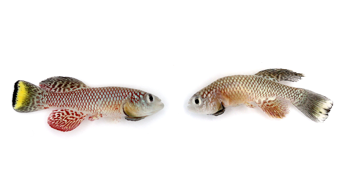 A 3-month-old African turquoise killifish, left, and a 5-month-old killifish, right, show aging much like that in humans. 