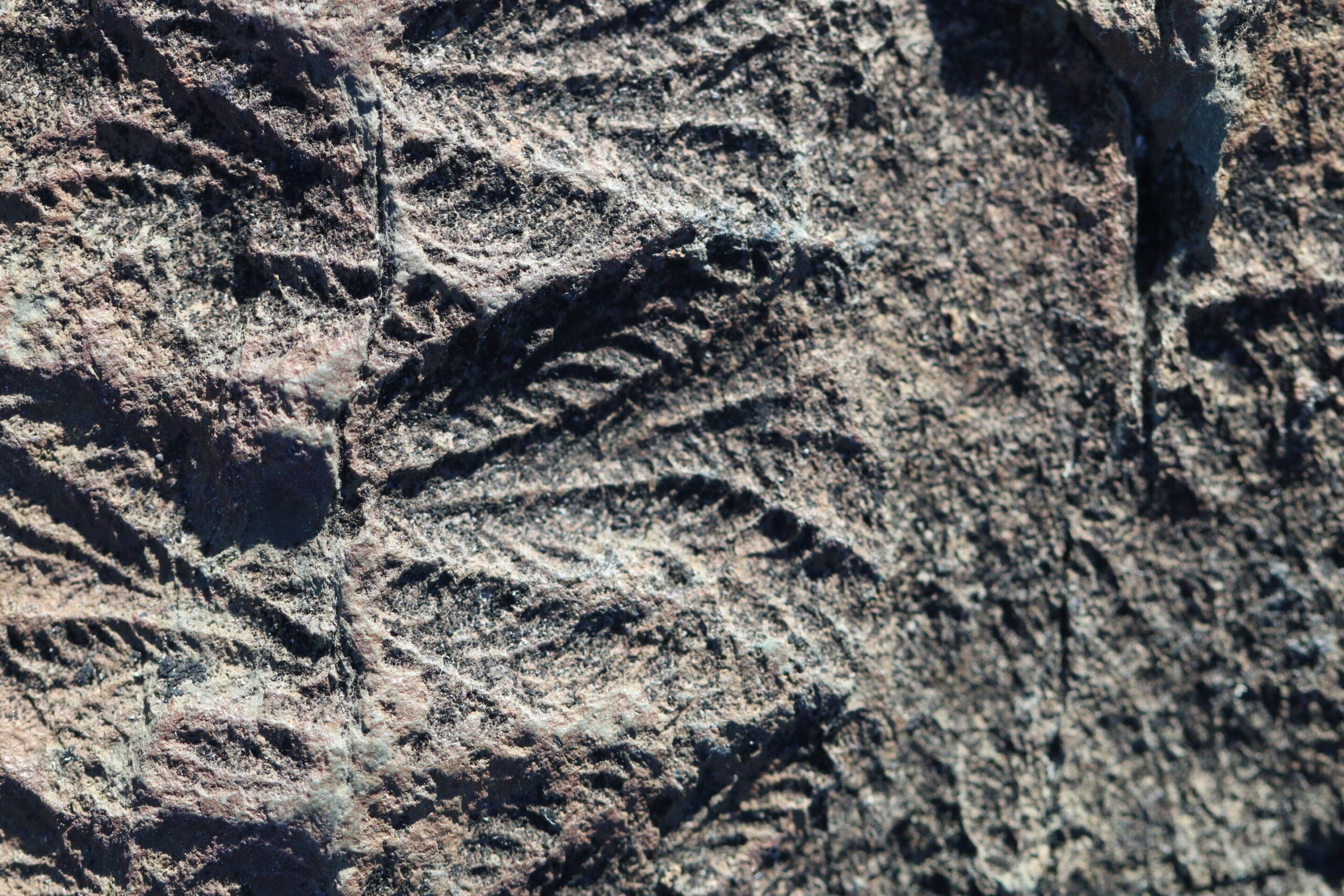 Fossils of Fractofusus, an animal from the Ediacaran period. 