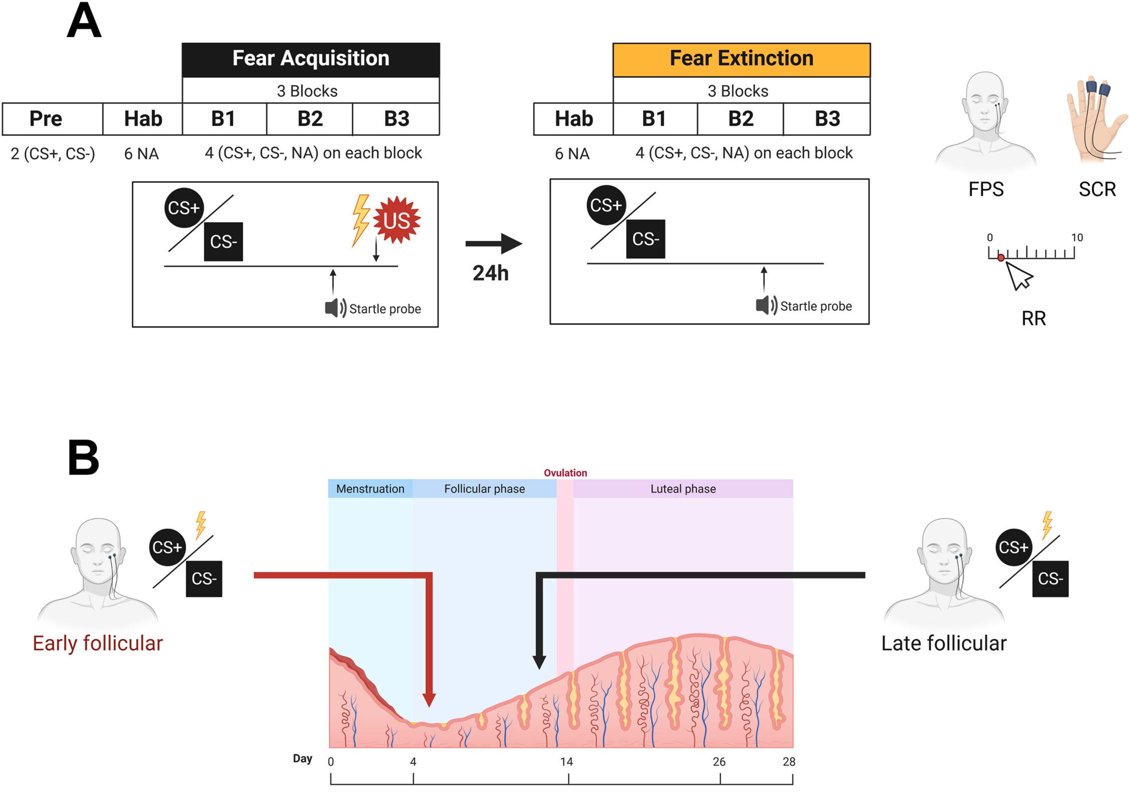Fear acquisition and extinction in human early follicular and late follicular groups. Fear-potentiated startle.