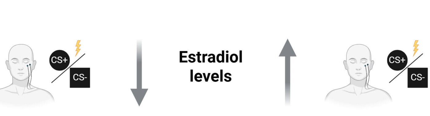 Fear acquisition and extinction in human low-estradiol and high-estradiol groups.