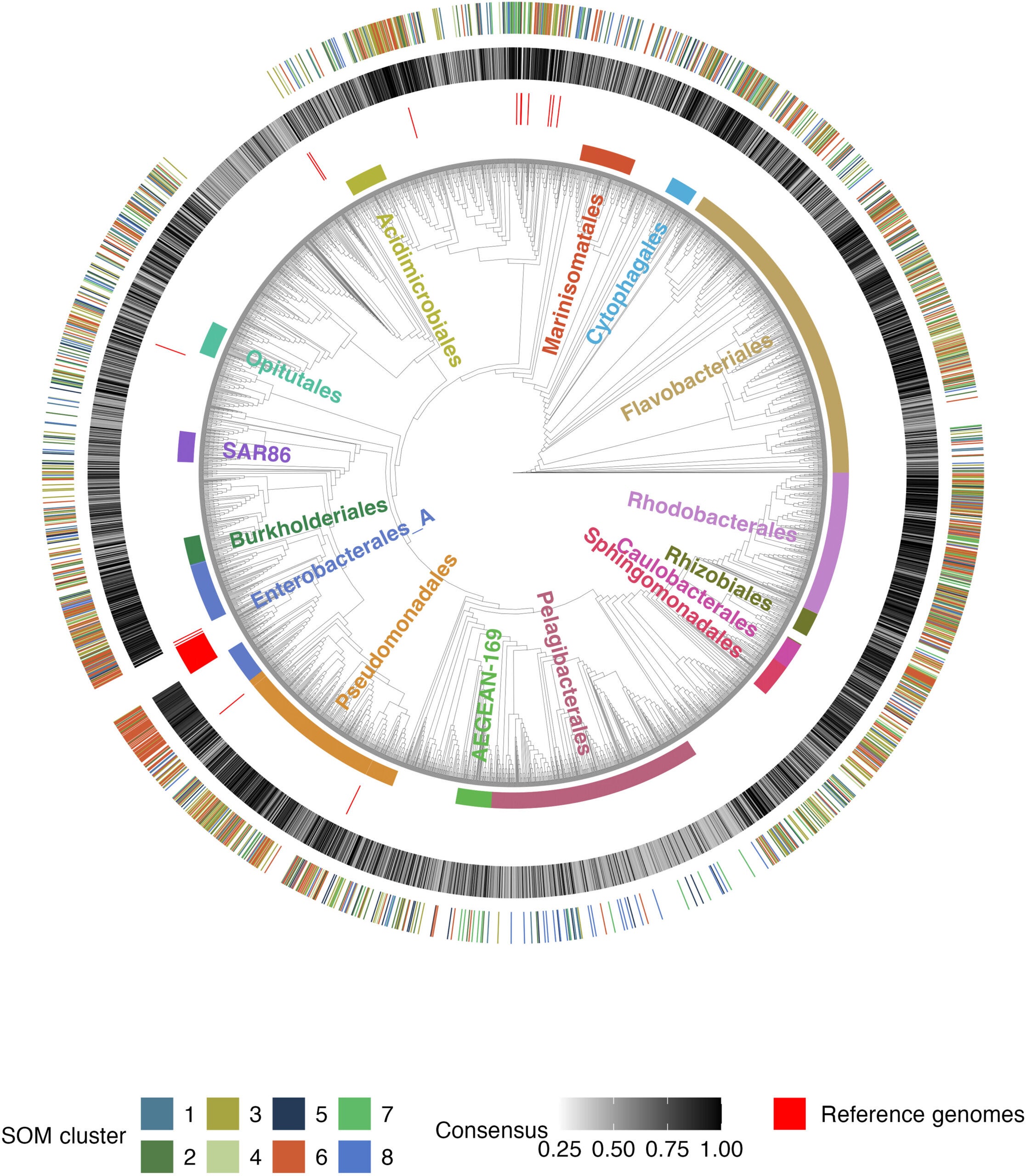 Diversity of dataset, quality of metabolic models, and designation of metabolic clusters.