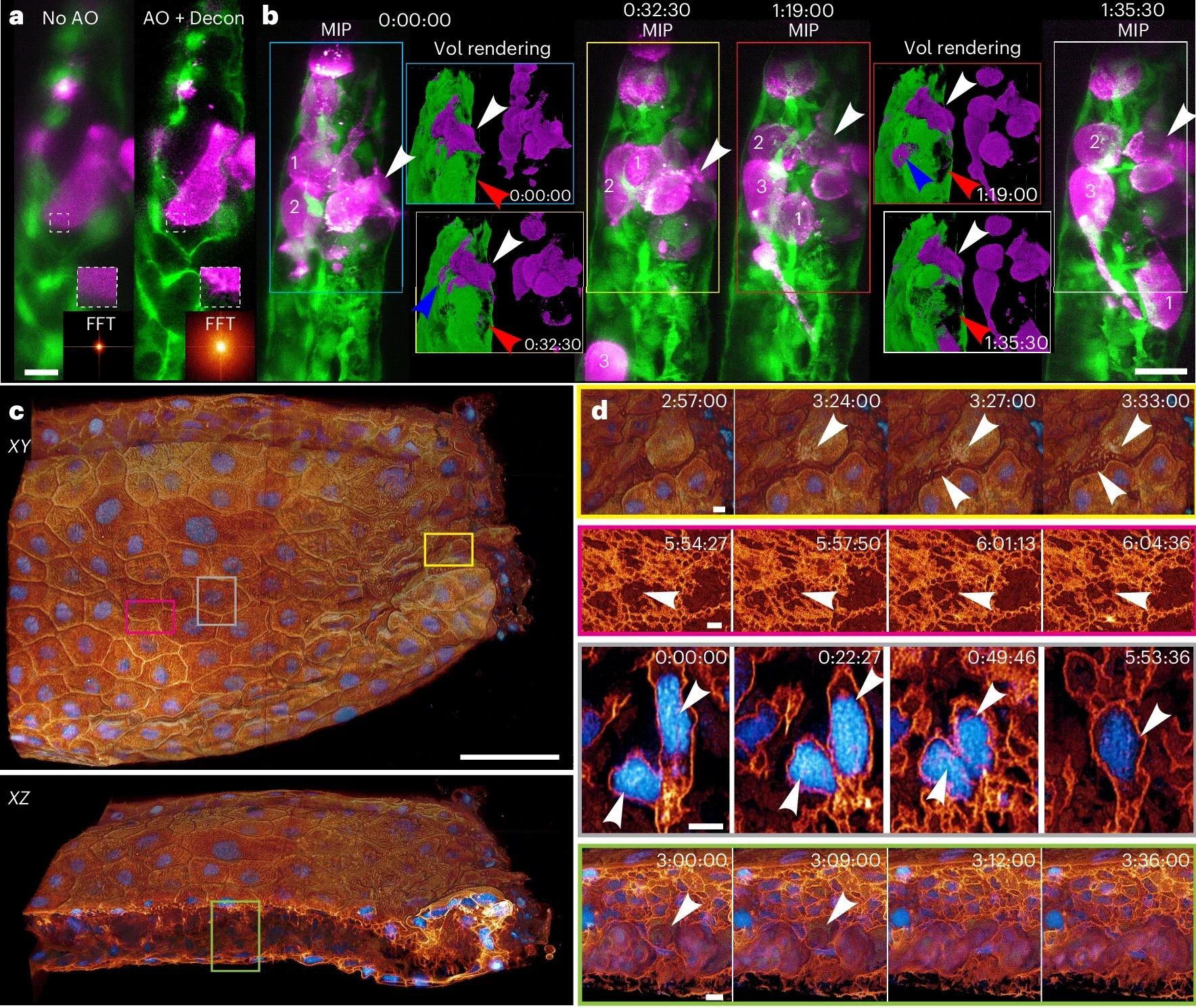 Observing cellular and subcellular dynamics within zebrafish embryos.