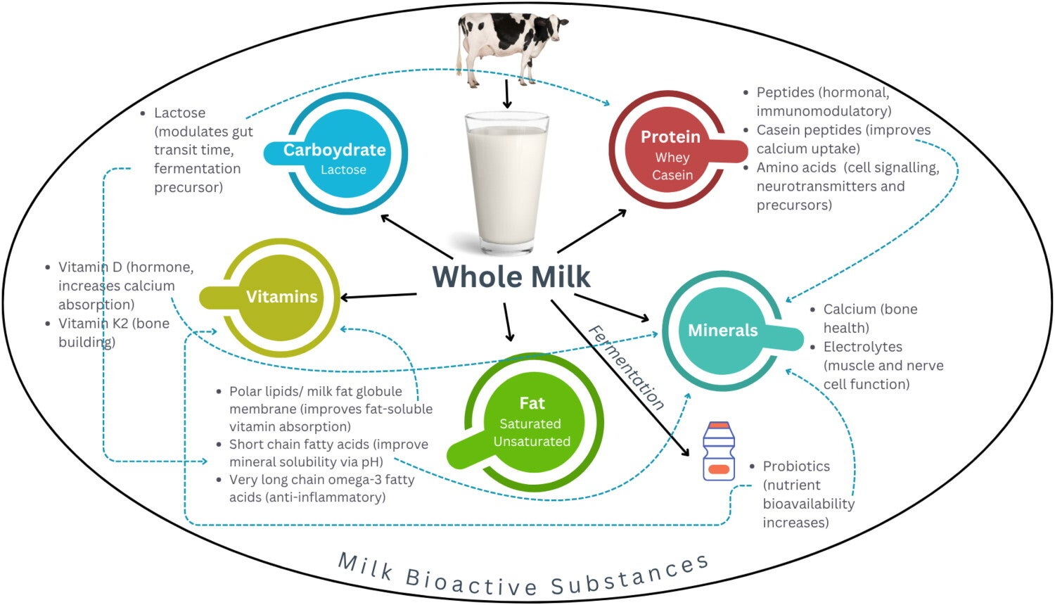 The whole milk matrix contains nutrients and many bioactive substances that contribute synergistically to a range of health benefits.