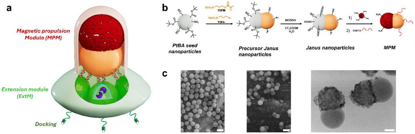 Generation of multiplex nanorobot with dual-module architecture. The magnetic propulsion module (MPM) is based on Janus nanoparticles with one lobe exposing magnetic nanoparticles (red) and the second one (orange) functionalized with ssDNA.