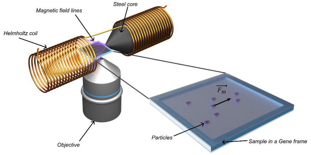 Schematic representation of the setup used to generate magnetic field gradients for directional movement of the particles.