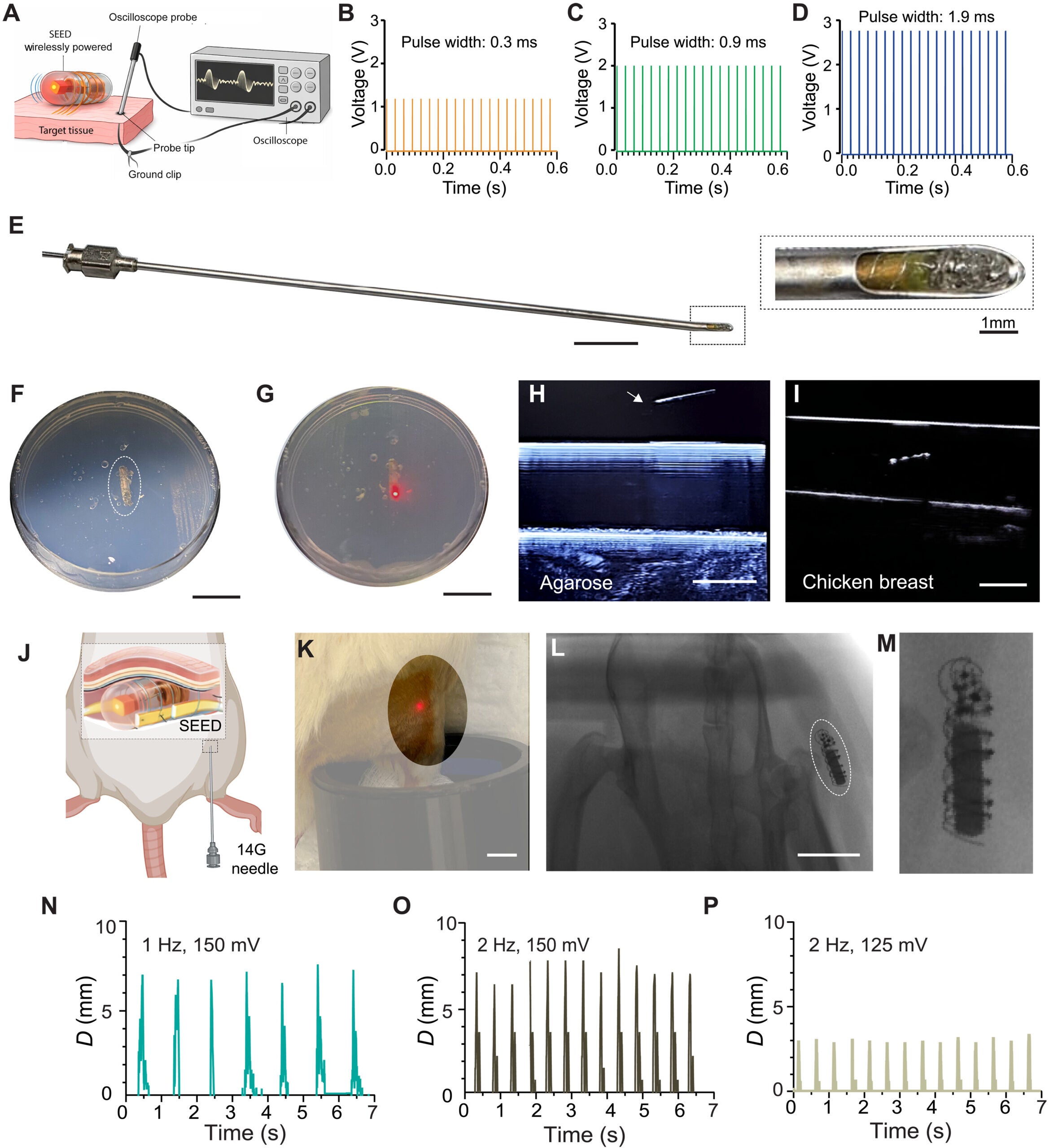 Ex vivo and in vivo validation of SEED injectability, wireless operation, and functional PNS.