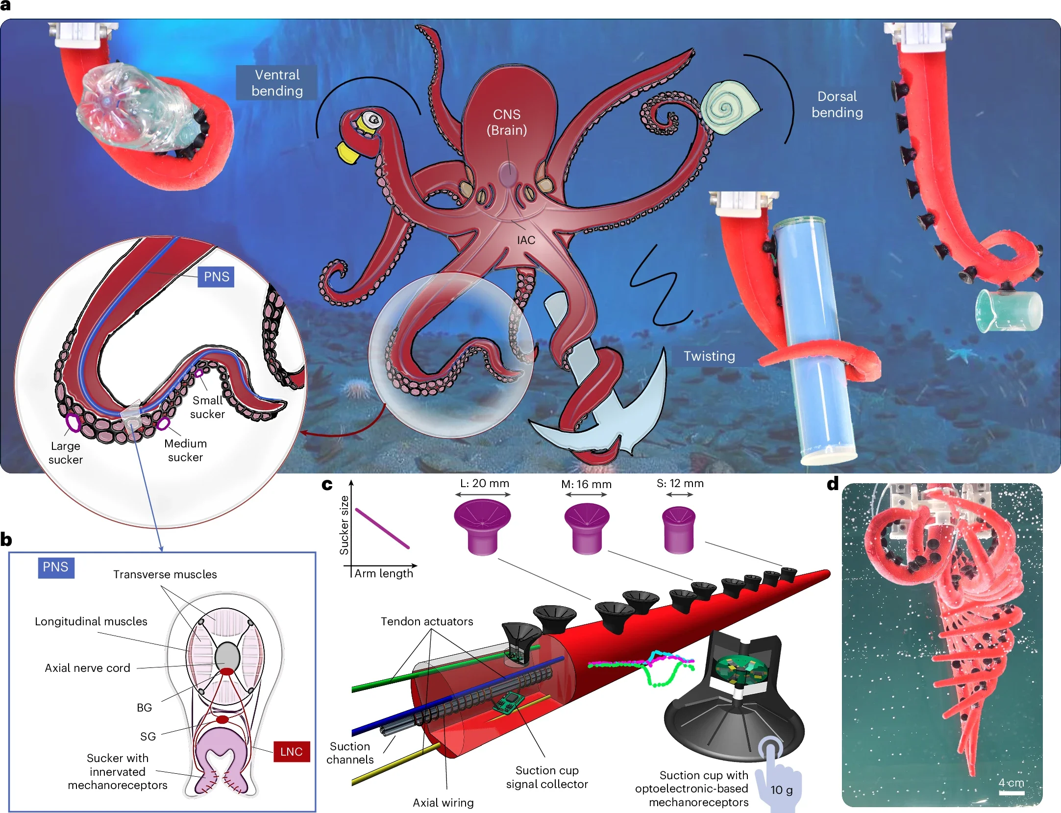 Biological versus artificial model.