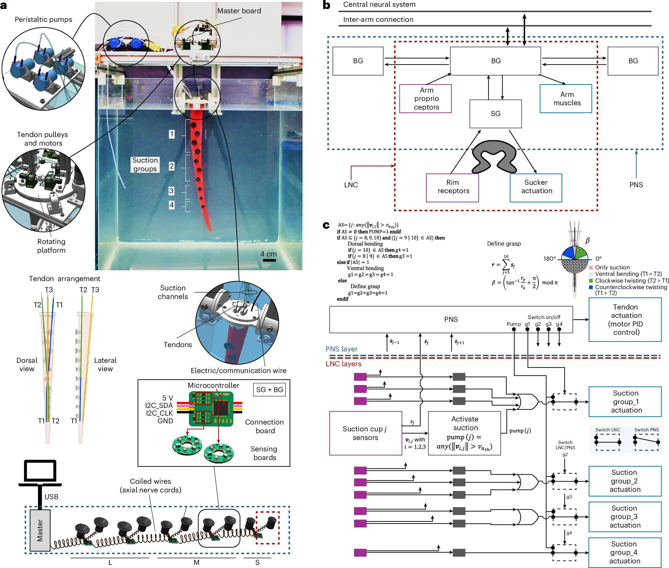 Octopus-inspired soft robotic arm architecture and control.