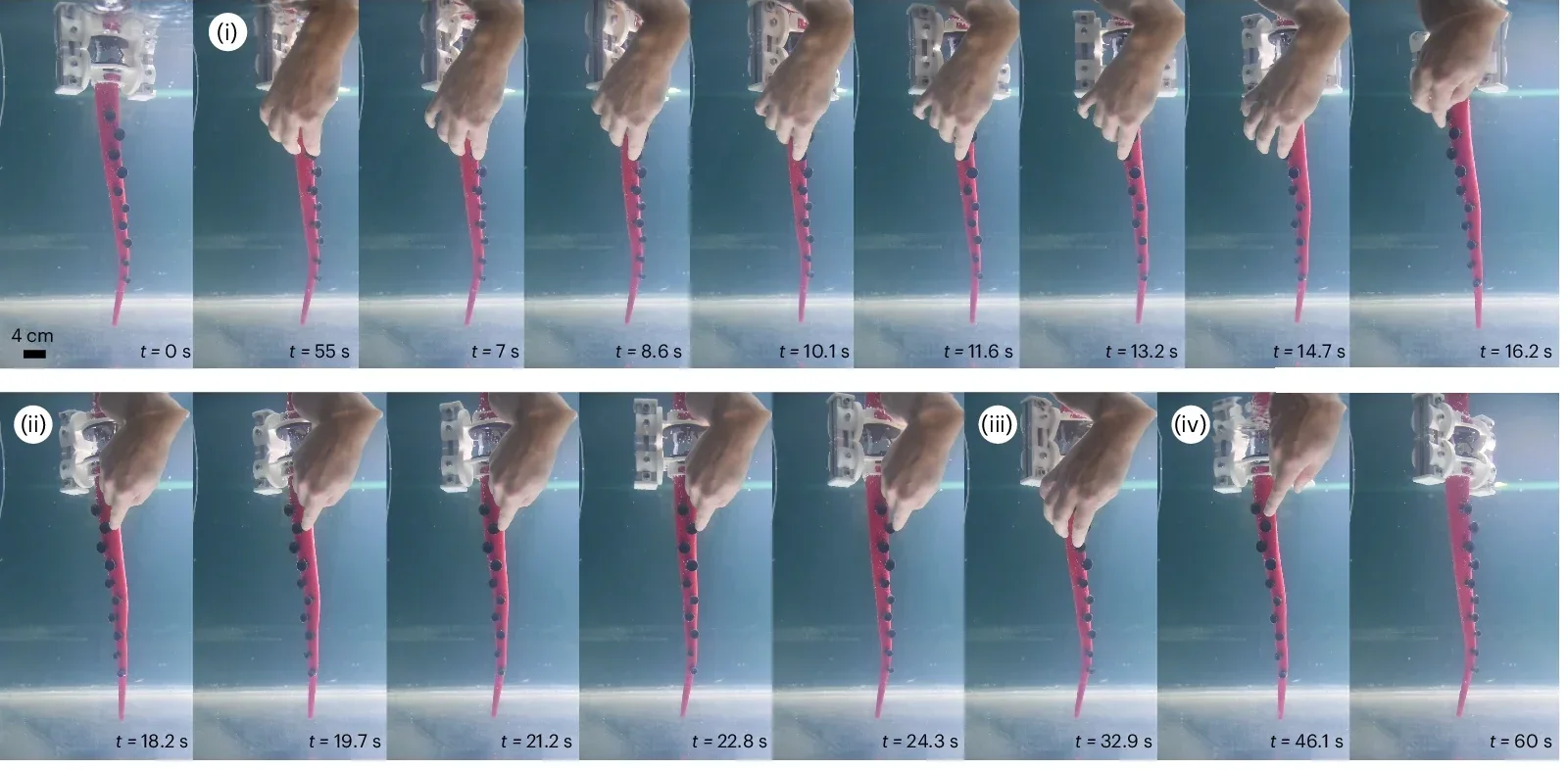 Two different suction cups have been stimulated at opposite sites to demonstrate the ability of the arm to discriminate contact direction and reorient towards it. Numbers in the circles refer to the first instant of contact.
