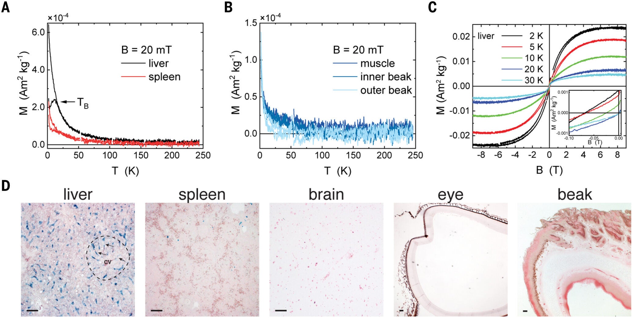 Pigeon liver tissue exhibits superparamagnetic properties and contains iron-positive MHC II+ macrophages.