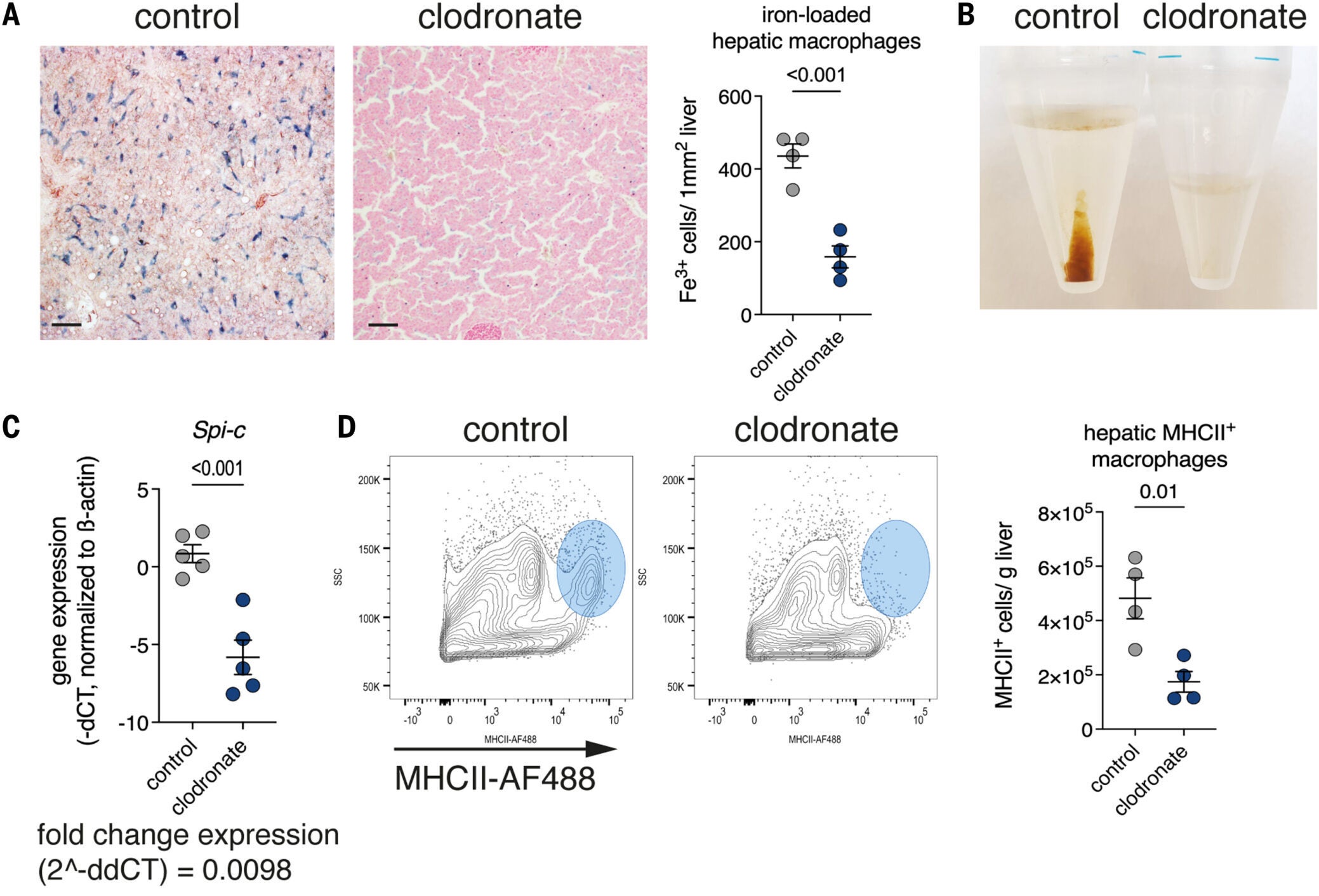 Effect of clodronate treatment on hepatic macrophages and peripheral heterophils.