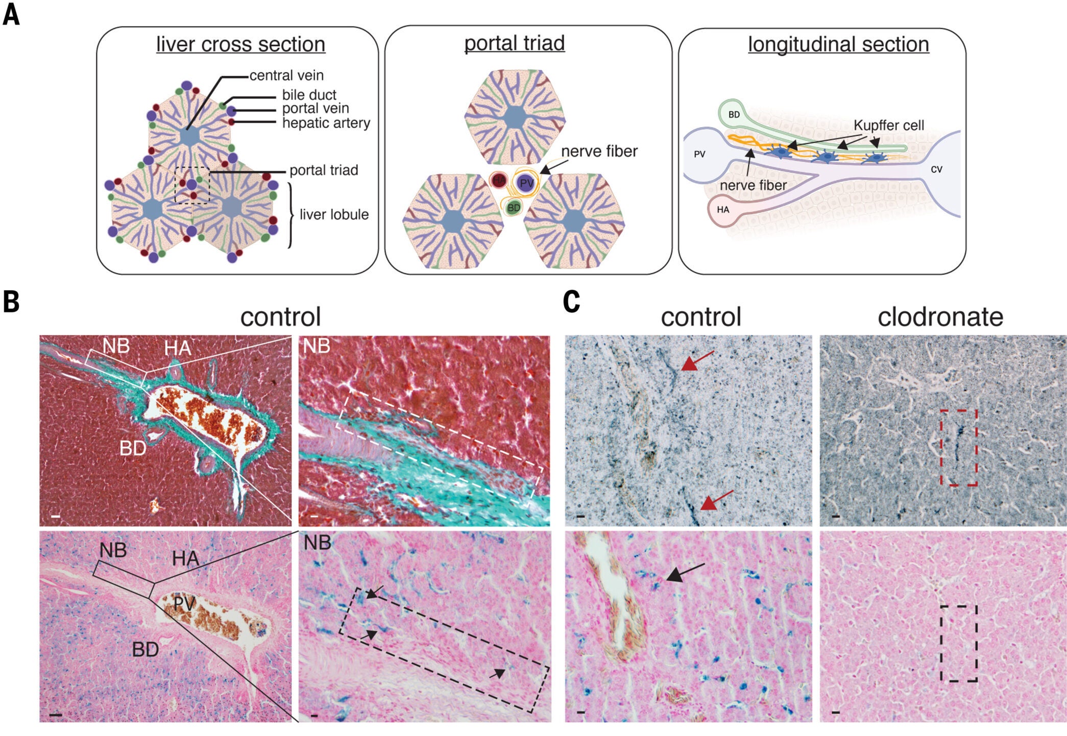 Iron-positive macrophages and nerve fibers in the pigeon liver.